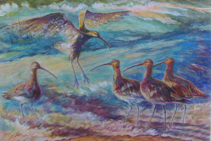 Just arrived - curlew