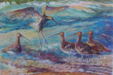 Just arrived - curlew