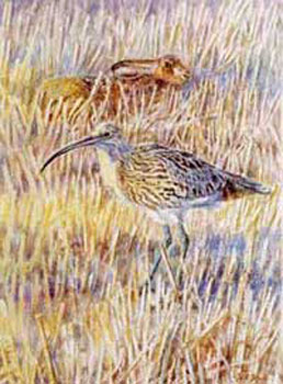 The stubble field - curlew and hare