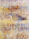 The stubble field - curlew and hare