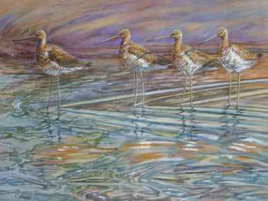 Godwits
