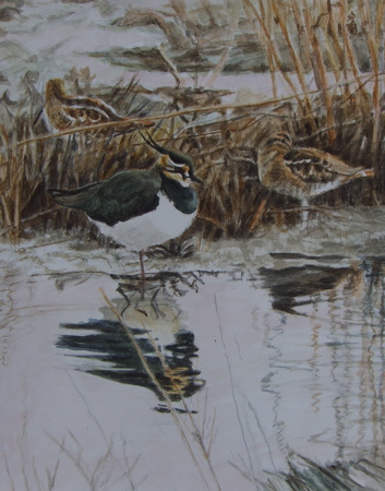 Resting
lapwing and snipe