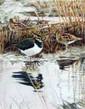 Resting lapwing and snipe