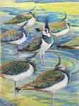 Pattern of Lapwings