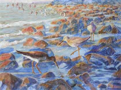 Redshank