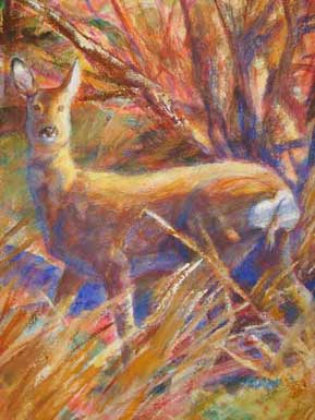 Roe Deer