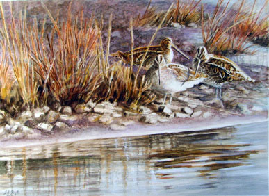 Then there were three ... snipe