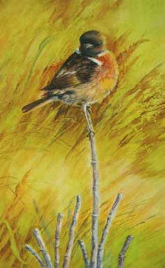 Stonechat