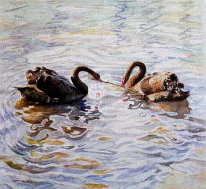 swans swans